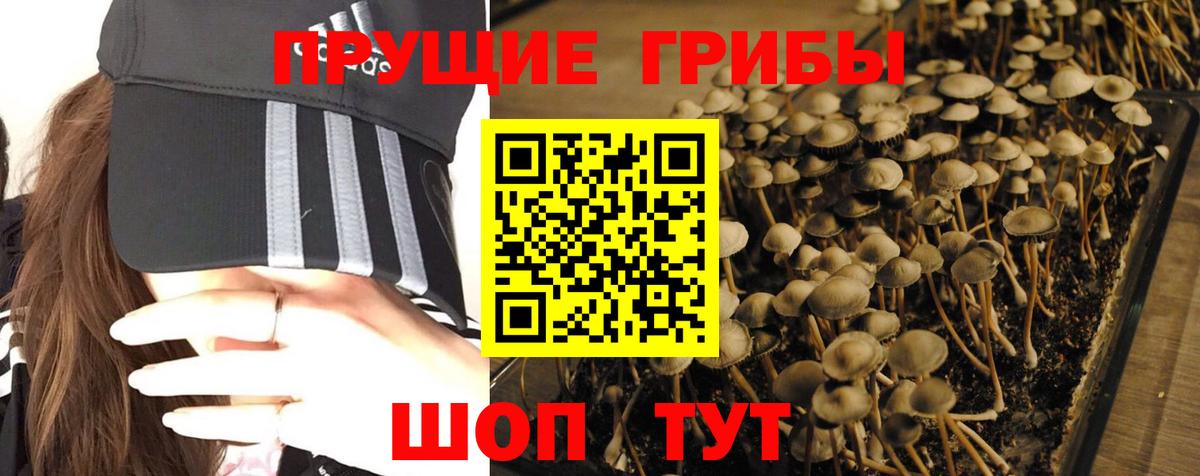 Краснознаменск  Псилоцибиновые грибы мицелий  Вход с VPN 